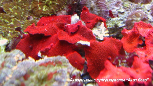 Дискоактинии LUX красные   Corallimorpharia Gen.sp.
