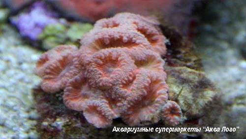 Бластомусса  Blastomussa sp.