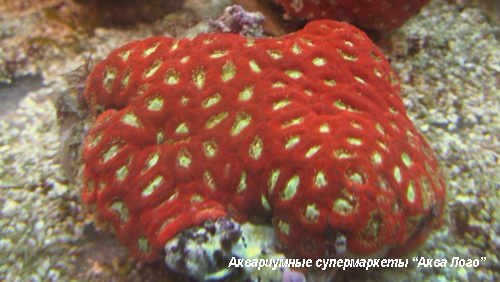 Микромусса красная  Micromussa sp. red