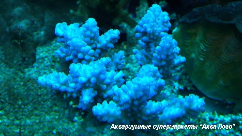 Акропора цветная  Acropora sp.