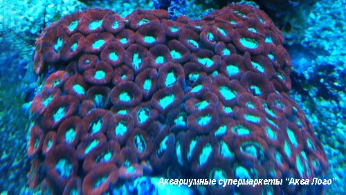 Микромусса красная  Micromussa sp. red