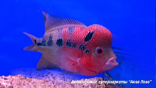 Цихлазома Фловер Хорн  Cichlasoma sp. Flower horn