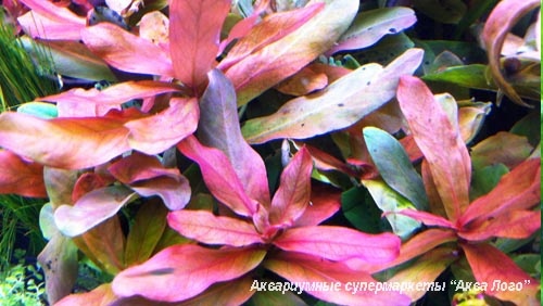 Аммания изящная  Ammania gracilis (Ammania diffusa Hiern (non Willdenow)