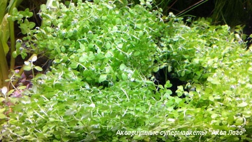 Хемиантус каллитрихоидес в горшке  Hemianthus callitrichoides