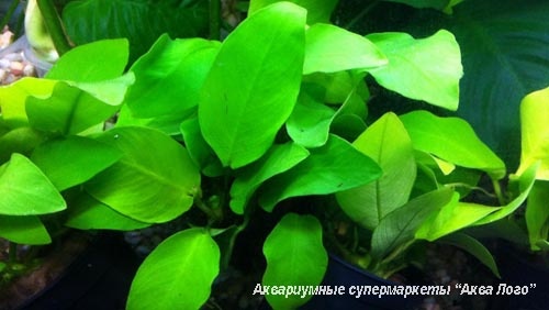 Анубиас Бартера Золотистый  Anubias barteri Gold