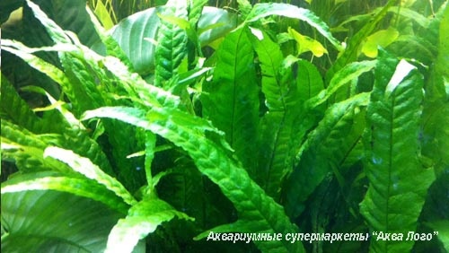 Микросорум крыловидный Тропика  Microsorum pteropus Tropica