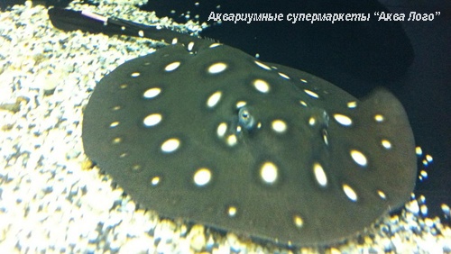 Хвостокол речной Леопольда  Potamotrygon leopoldi