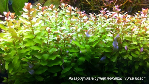 Ротала крупнотычинковая зеленая  Rotala macrandra Green