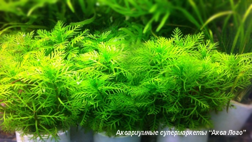 Перистолистник матогросский зеленый   Myriophyllum matogrossense Green