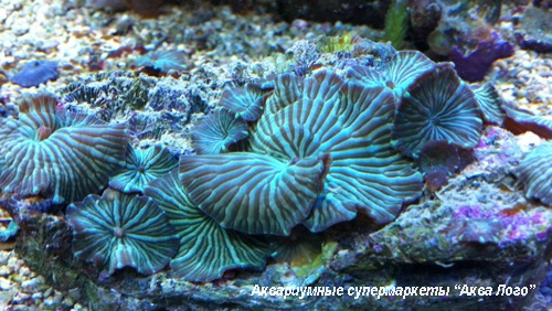 Дискоактинии LUX голубые  Corallimorpharia Gen.sp.