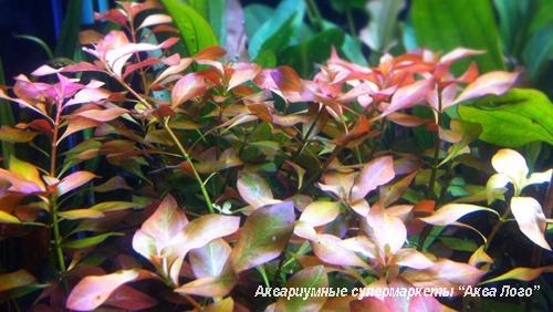 Людвигия болотная  Ludwigia palustris