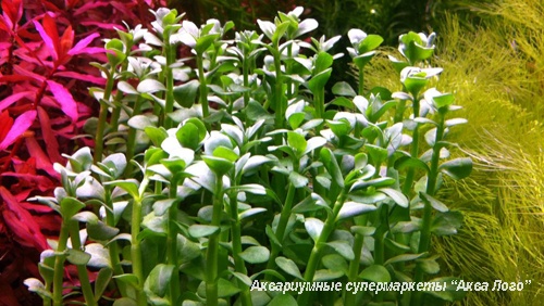 Бакопа Монье  Bacopa monnieri