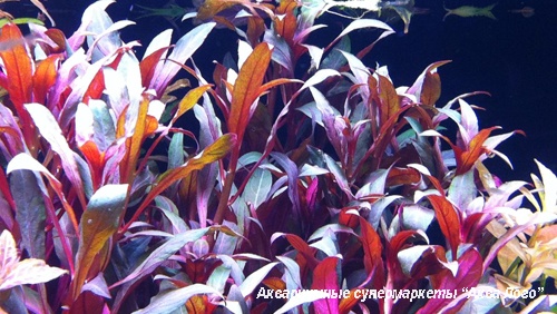 Людвигия перуанская  Ludwigia peruensis