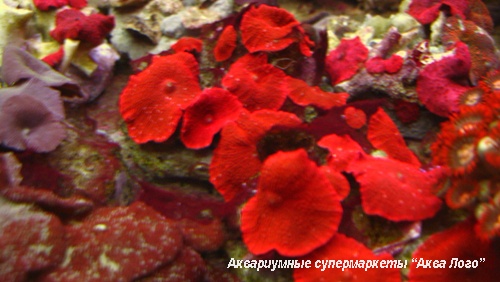 Дискоактинии LUX ярко-красные  Corallimorpharia Gen.sp.