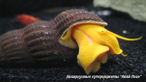 Тиломелания Посо оранжевая  Tylomelania sp. Poso Orange