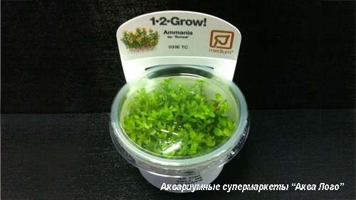 Аммания Бонсай меристемная  Ammania sp. Bonsai