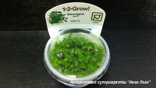 Стаурогине ползучая меристемная  Staurogyne repens