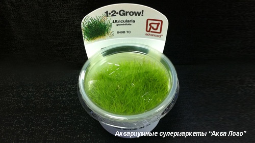 Пузырчатка траволистная меристемная  Utricularia graminifolia