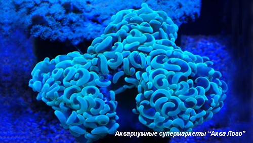 Эуфиллия молоточковая  Euphyllia ancora (Euphyllia paraancora)