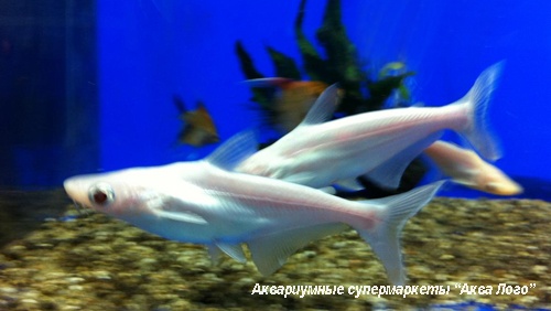 Пангасиус обыкновенный альбинос  Pangasianodon hypophthalmus (Pangasius hypophthalmus, P.sutchi)