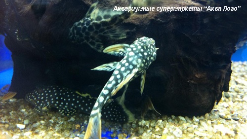 Скобинанциструс леопардовый L014  Scobinancistrus aureatus L014