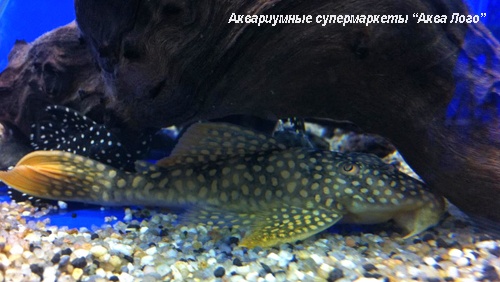 Скобинанциструс леопардовый L014  Scobinancistrus aureatus L014