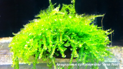 Мох плакучий Weeping  Vesicularia ferriei Weeping