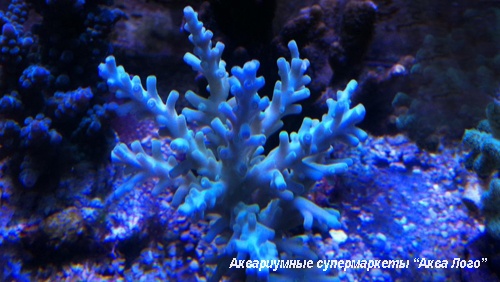 Акропора цветная  Acropora sp.