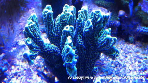 Монтипора (цветная)  Montipora sp.