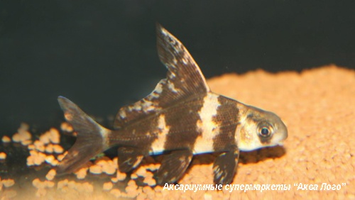 Парусник (Миксоциприн)  Myxocyprinus asiaticus