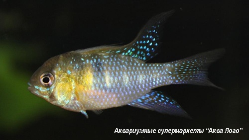 Аномалохромис Томаса  Anomalochromis thomasi