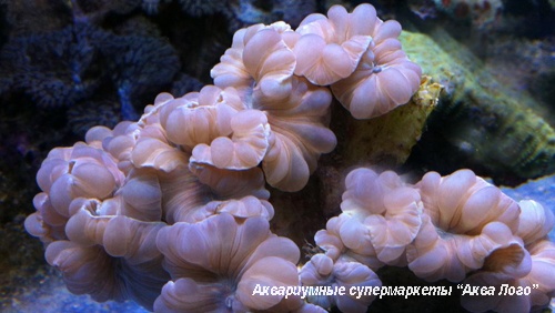 Немензофиллия турбида (Лисий коралл)  Nemenzophyllia turbida