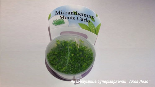 Микрантемум Монте Карло меристемный  Micranthemum sp.