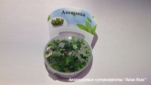 Аммания Бонсай меристемная  
Ammania sp. Bonsai