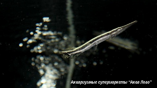 Панцирная щука пятнистая  Lepisosteus oculatus