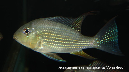 Акарихт Геккеля  Acarichthys heckelii (Geophagus thayeri)