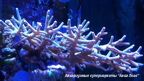 Акропора цветная  Acropora sp.