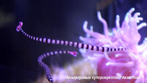 Игла-зебра краснохвостая  Doryrhamphus dactyliophorus