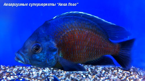 Копадихромис Каданго  Copadichromis sp. Kadango