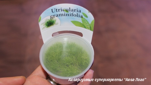 Пузырчатка траволистная меристемная  Utricularia graminifolia