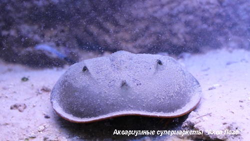 Мечехвост (карибский)  Merostomata Gen.sp.