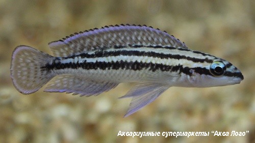 Юлидохромис Регана - Кипли  Julidochromis regani var. Kipili