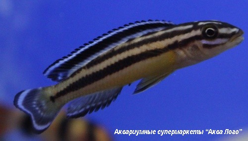 Юлидохромис Регана  Julidochromis regani