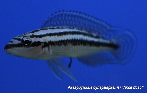 Юлидохромис Дикфельда  Julidochromis dickfeldi