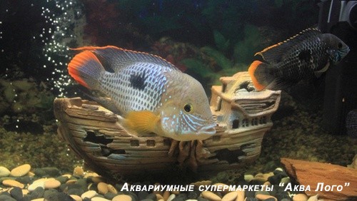 Акара бирюзовая  Aequidens rivulatus