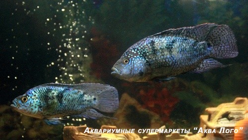 Цихлазома бриллиантовая  Herichthys cyanoguttatus (Cichlasoma cyanogutatum)