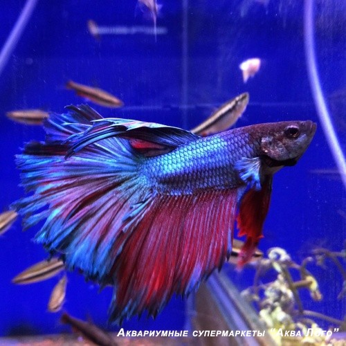 Петушок сиамский Сиамская  корона - самец  Betta splendens var.