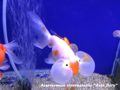 Водяные глазки 
 Carassius auratus var.