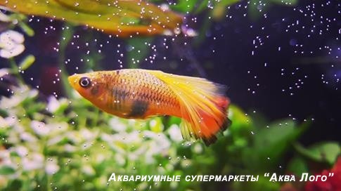 Пецилия гавайская флаговая
 Xiphophorus variatus