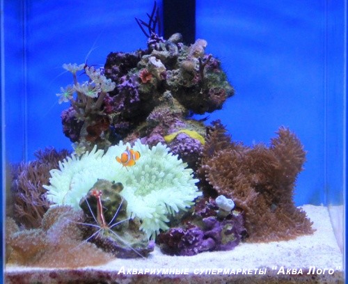Аквариум морской с наполнением Лагуна (Камни, кораллы, рыбы) - 30 литров